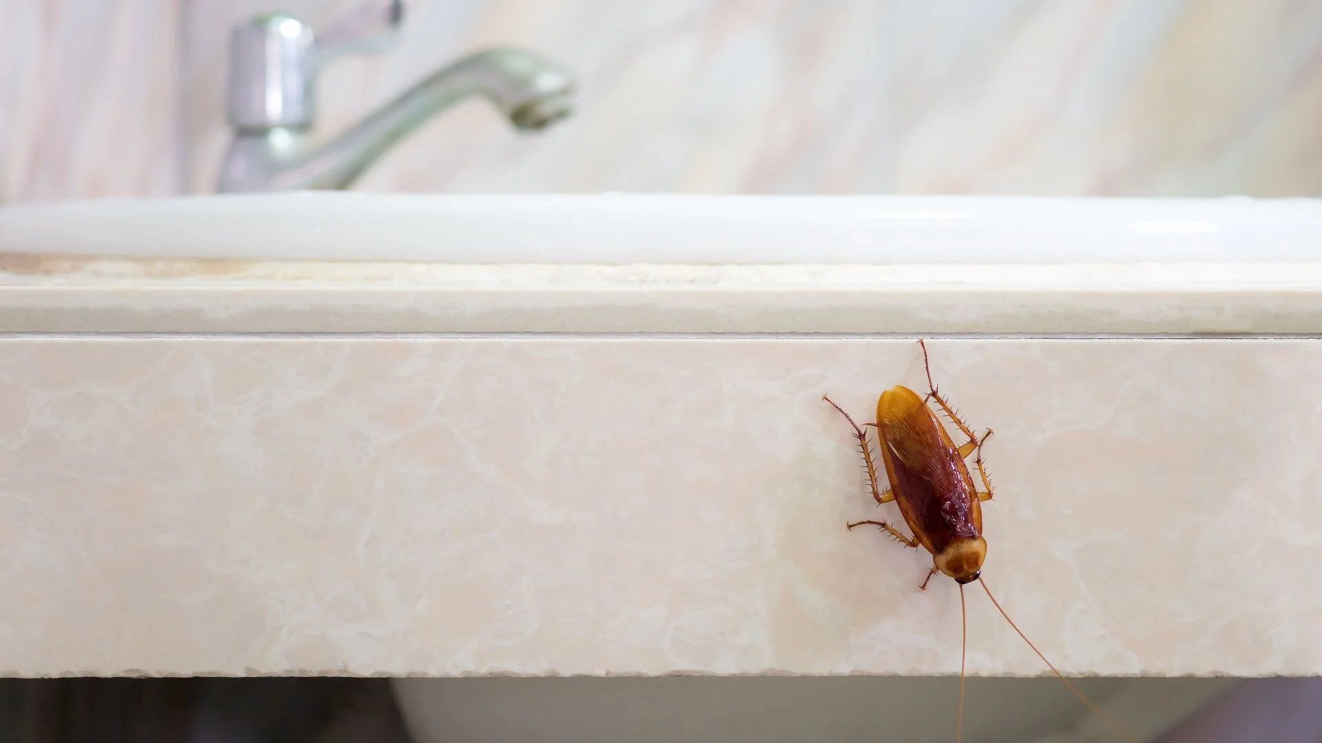 Signs That Can Indicate Roaches Have Infested Your Home!