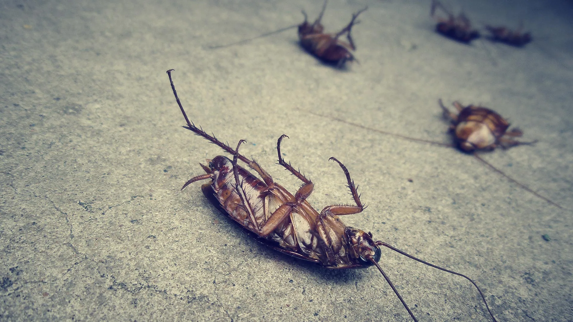 Dead cockroaches after our pest control service in Sachse, TX.