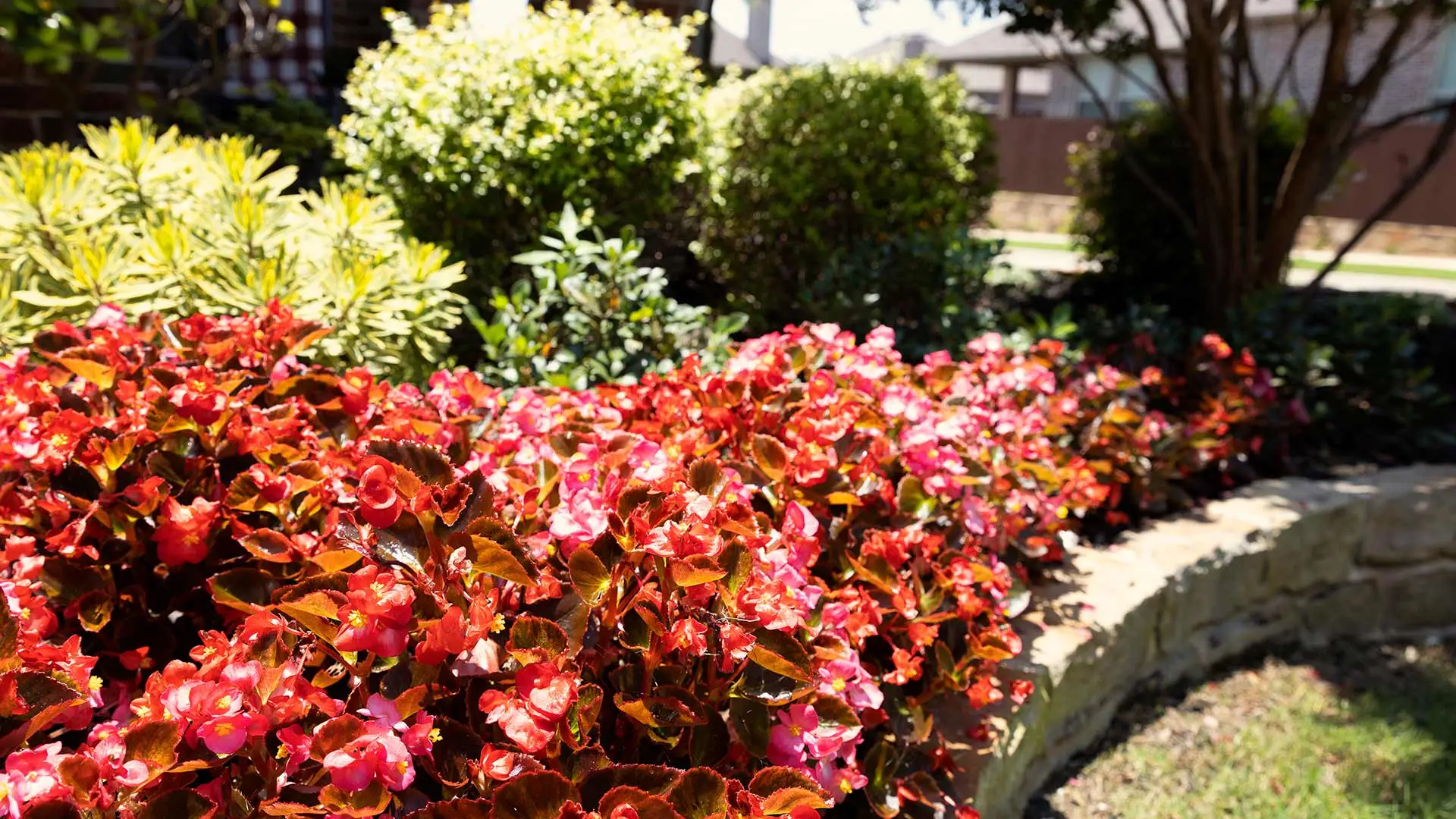 Colorful raised landscape bed at a home in McKinney, Texas.