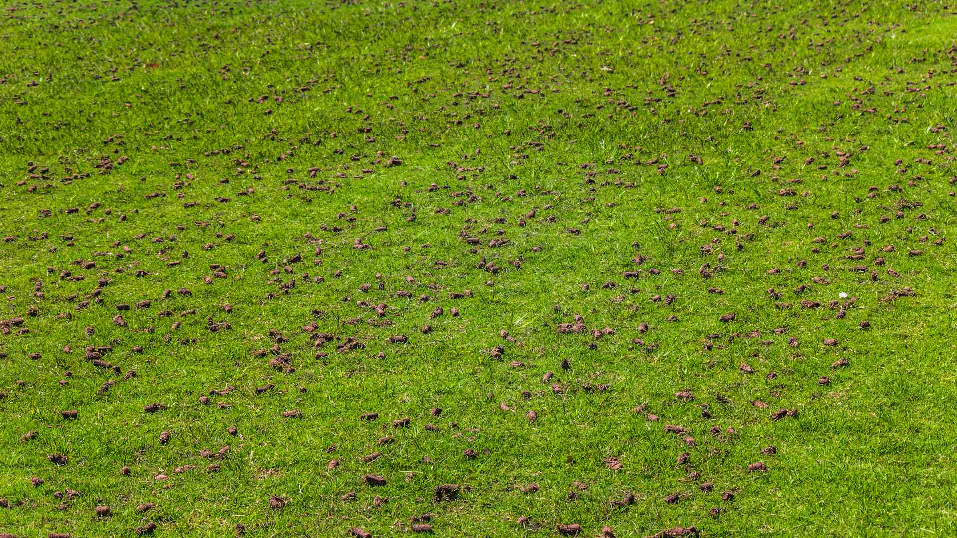 The Best Time to Aerate Your Lawn in Plano, TX