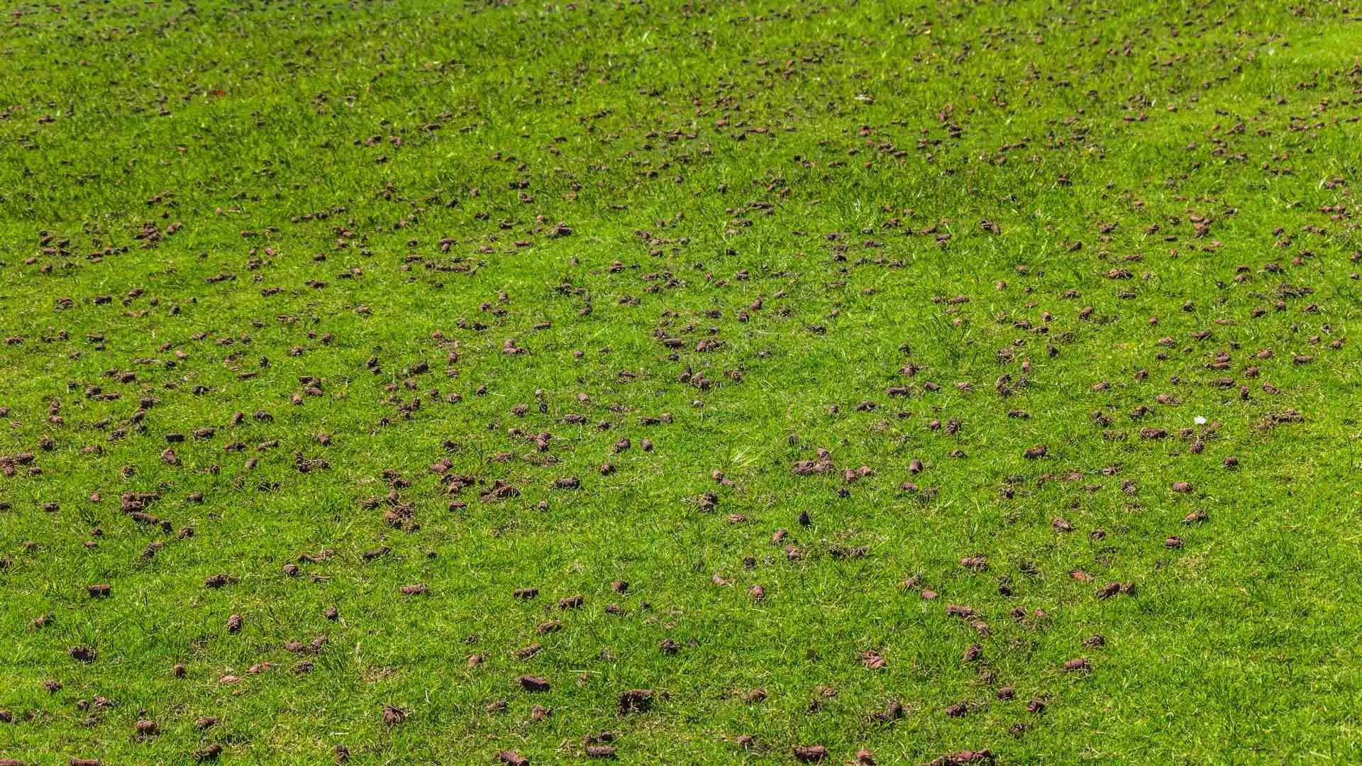 The Best Time to Aerate Your Lawn in Plano, TX