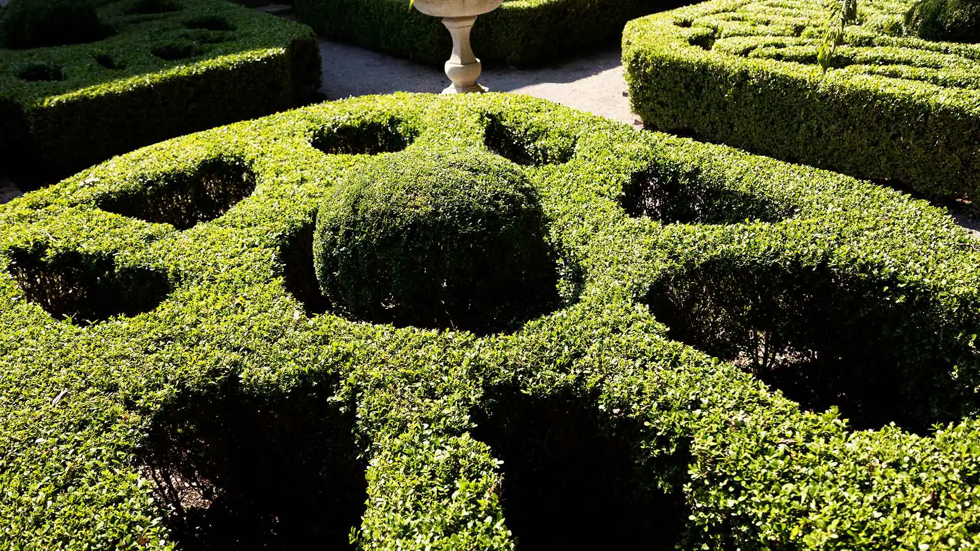 Well trimmed and maintained hedges in our client's courtyard in Sachse, TX.