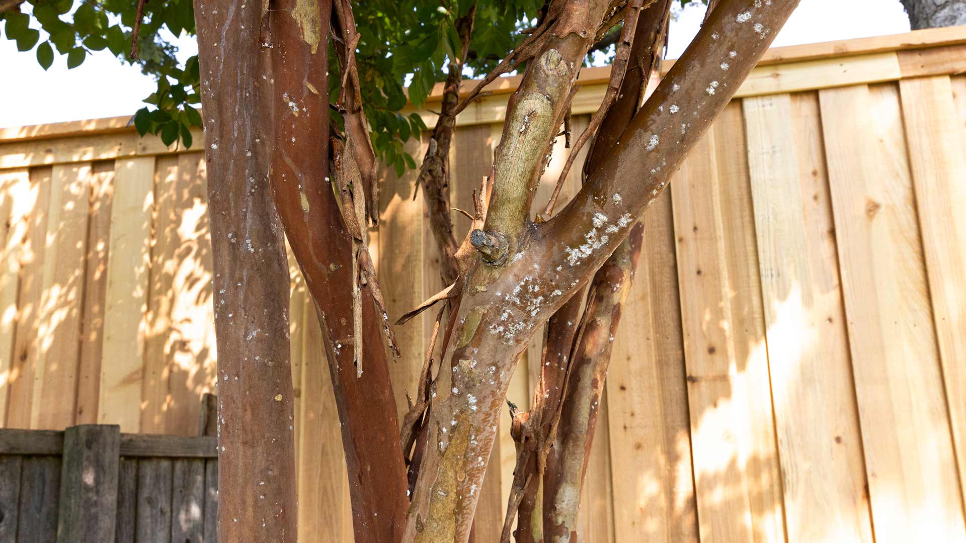 Crepe myrtle bark scale disease in Plano, Texas.