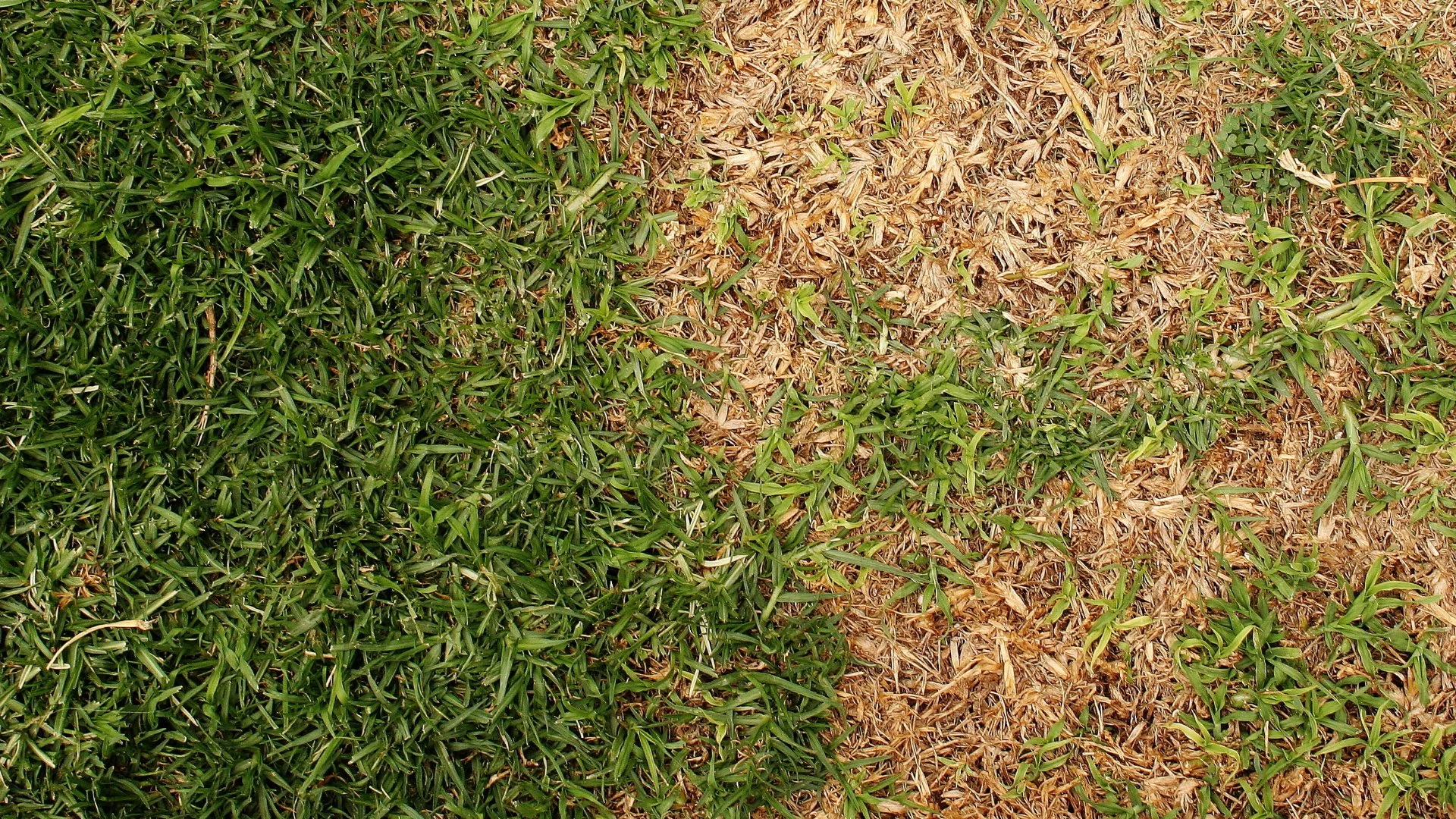 How to Tell the Difference Between Chinch Bug & Armyworm Damage