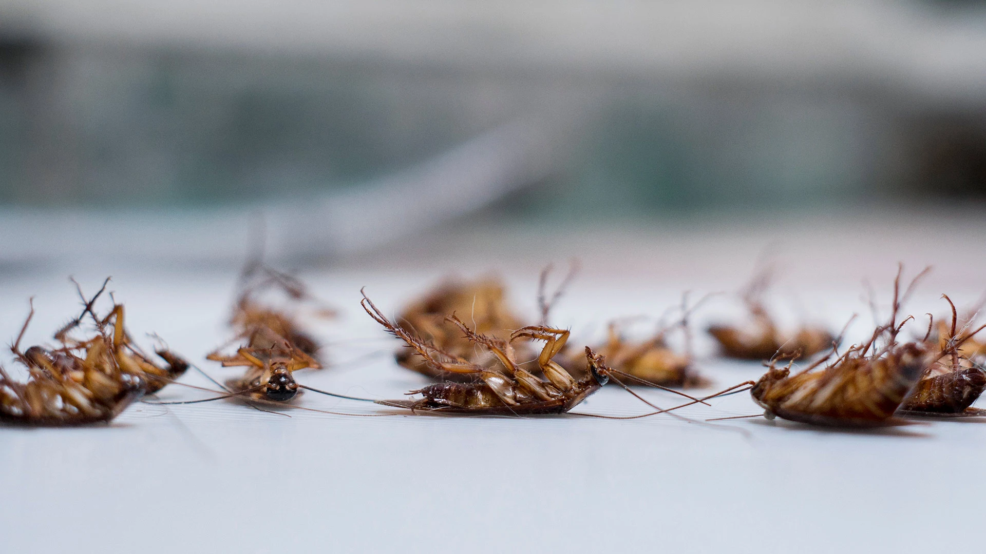 Seeing Roaches Inside of Your Home? Here’s What You Should Do