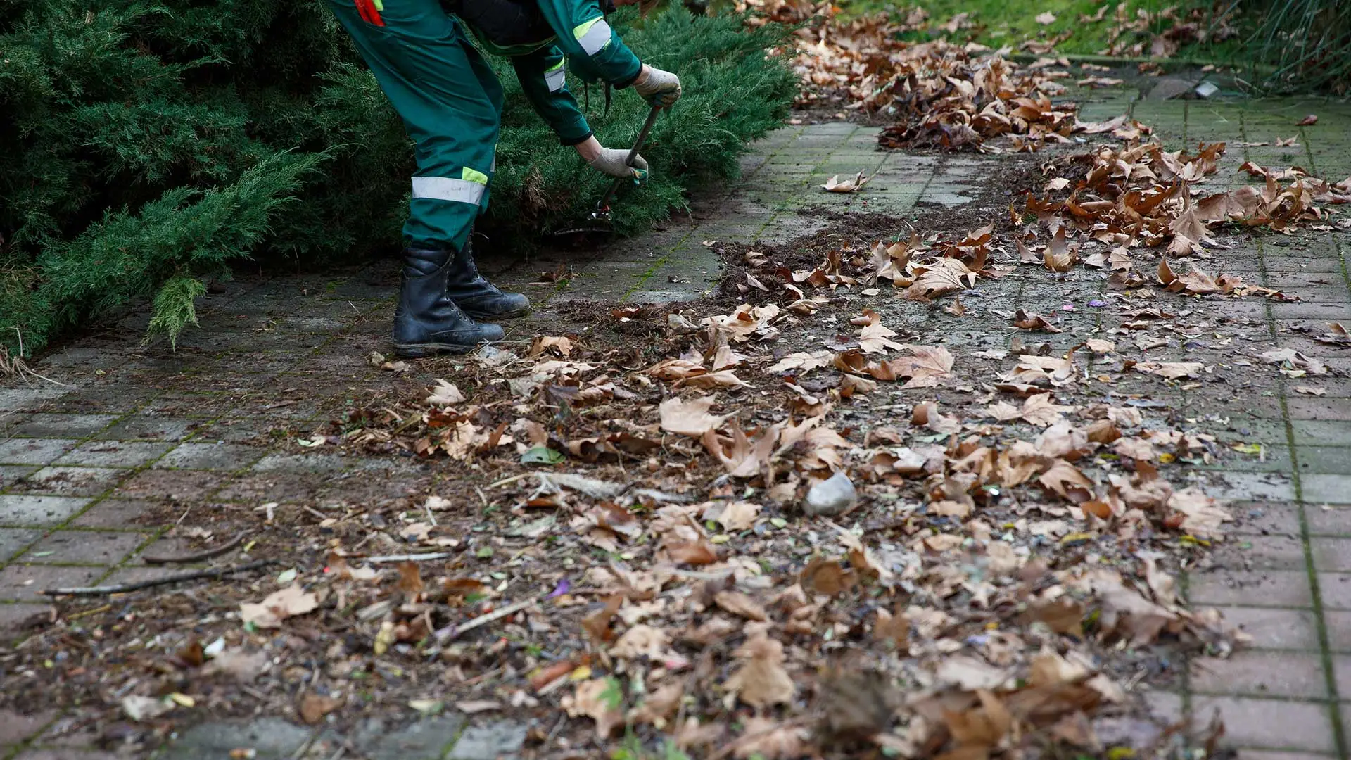 Clearing debris and leaves from under trees at a house in Plano, TX.