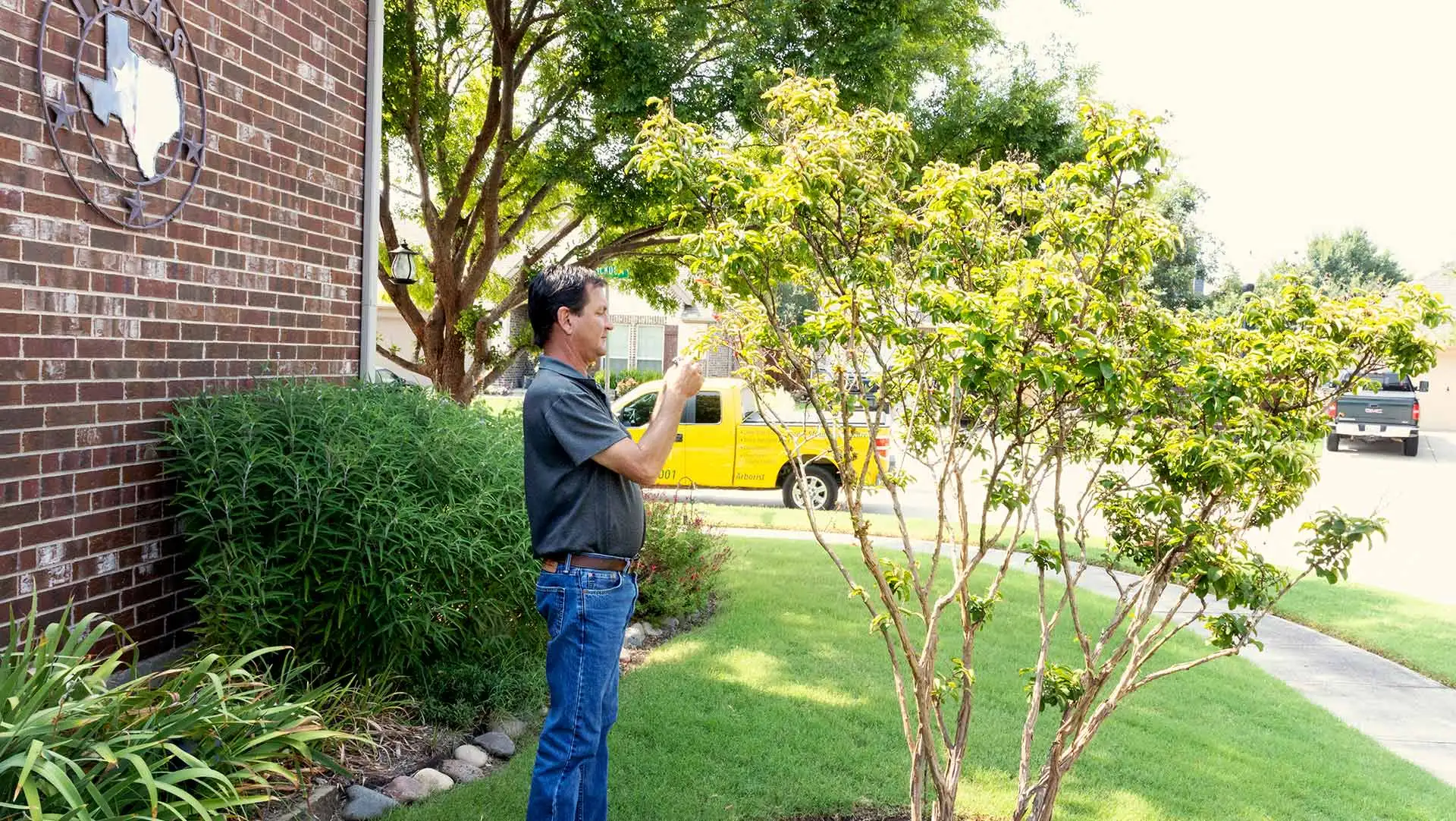 Diagnosing a tree disease at a home in Allen, TX.