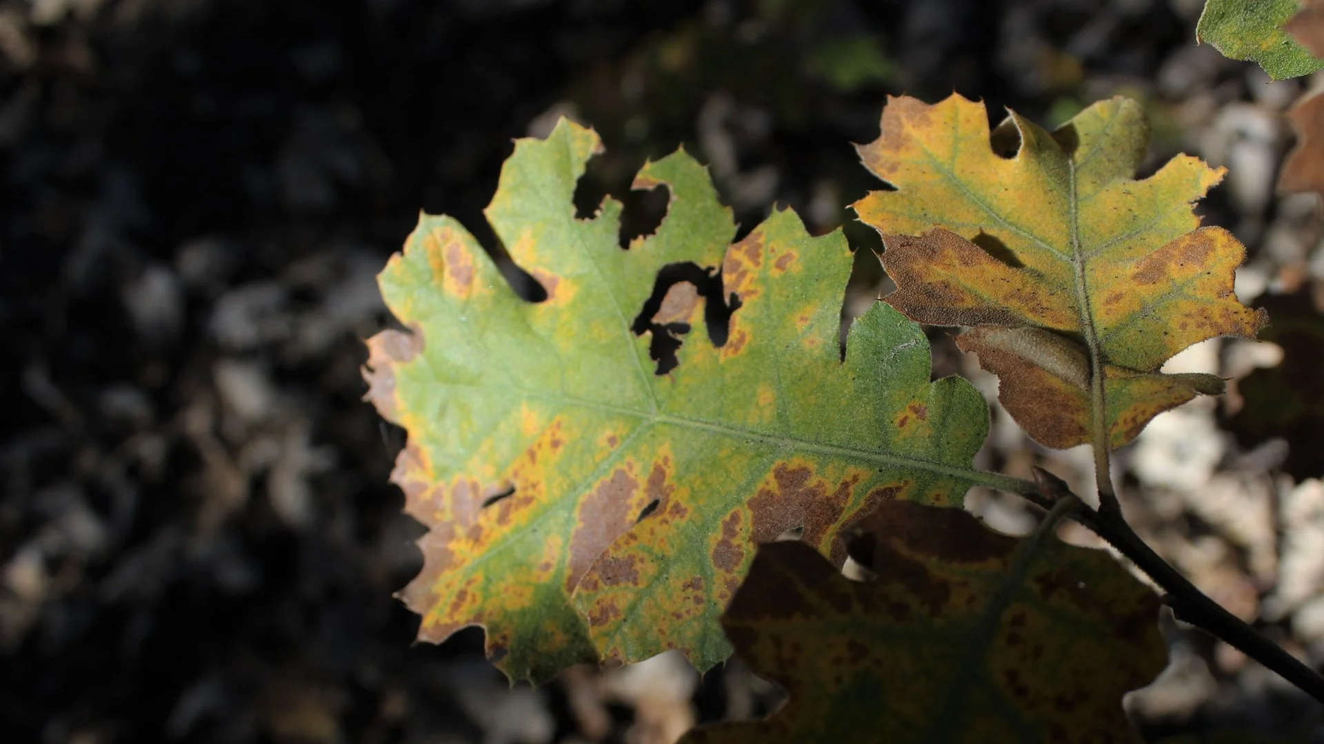 What Are These Brown Blisters on the Leaves of My Oak Trees?