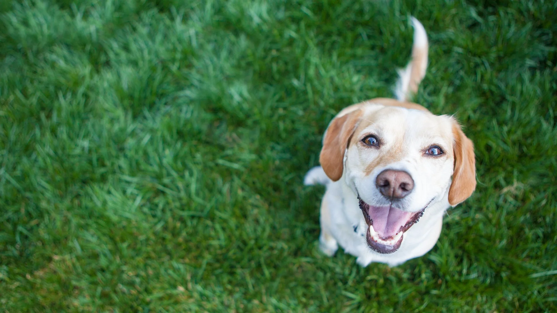 Pet Safety: A Guide for Keeping Them Safe During a Lawn Fertilization Service