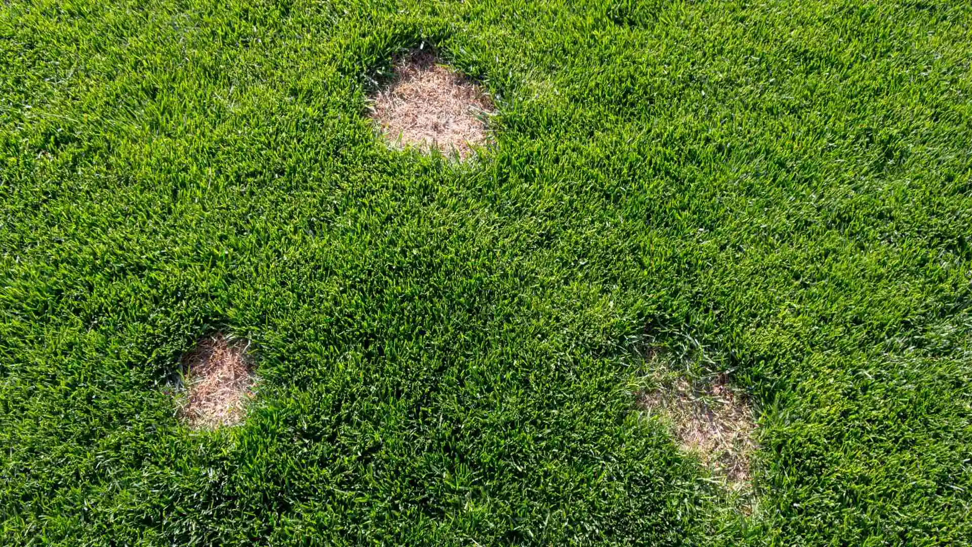 Dollar spot infected lawn in Sachse, TX.