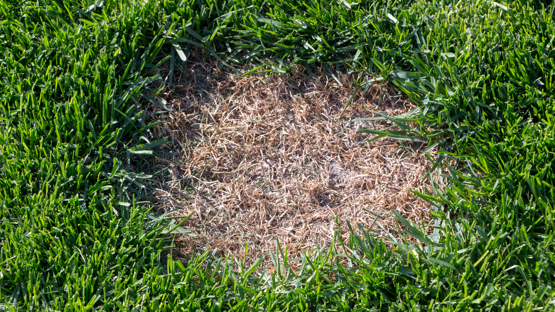 How to Deal With Dollar Spot if It Infects Your Lawn