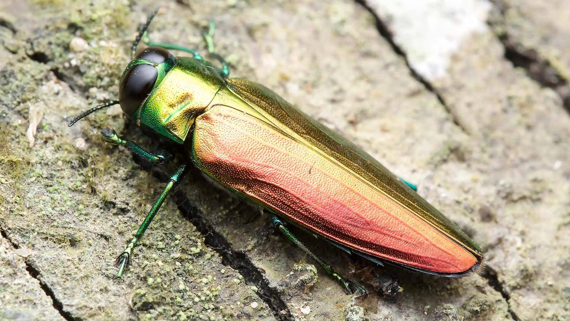 Emerald ash borer spotted on a tree at a property in Lucas, TX.