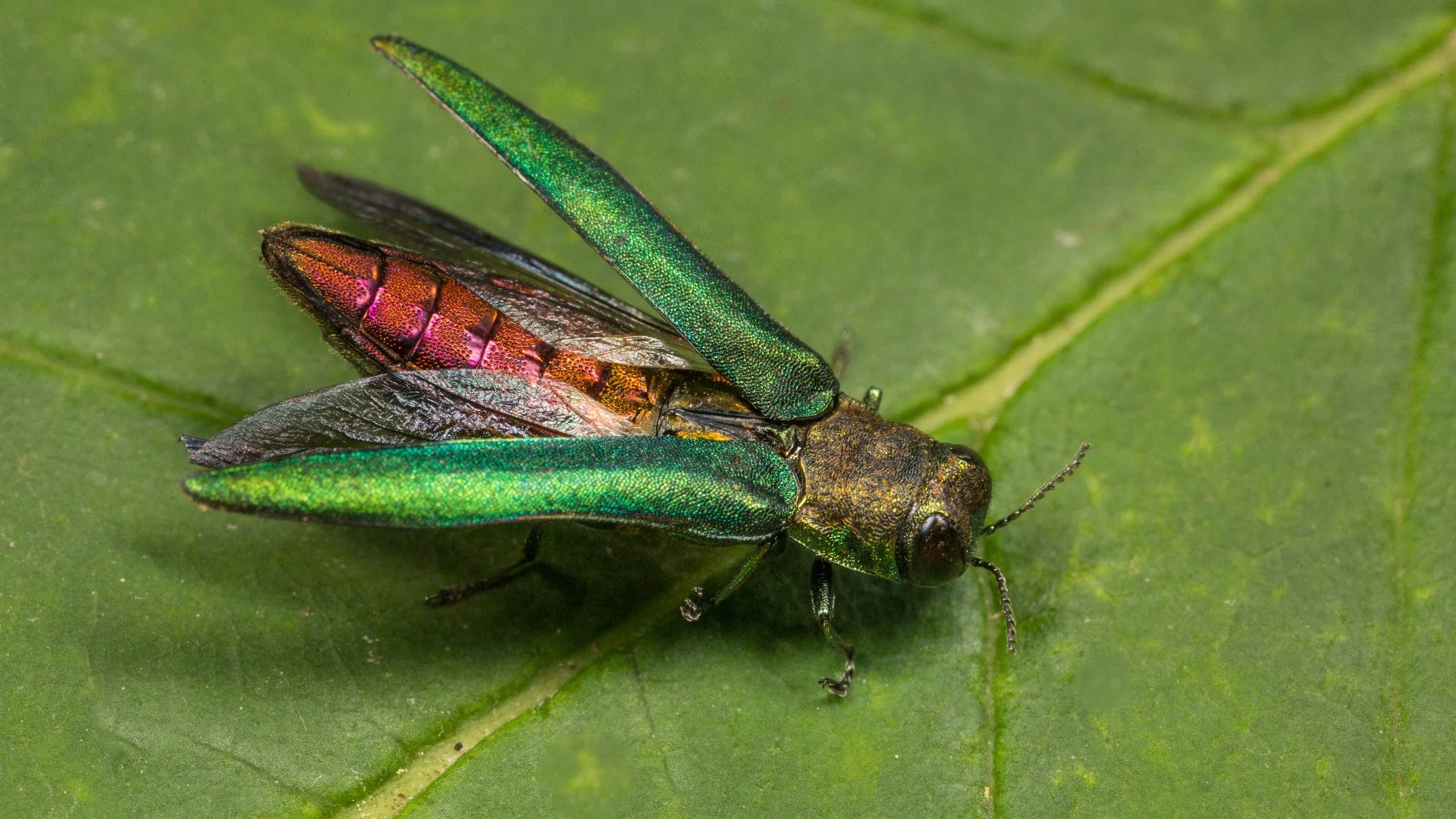 Emerald Ash Borers - What Are These Tree Insects & What's the Fuss About?