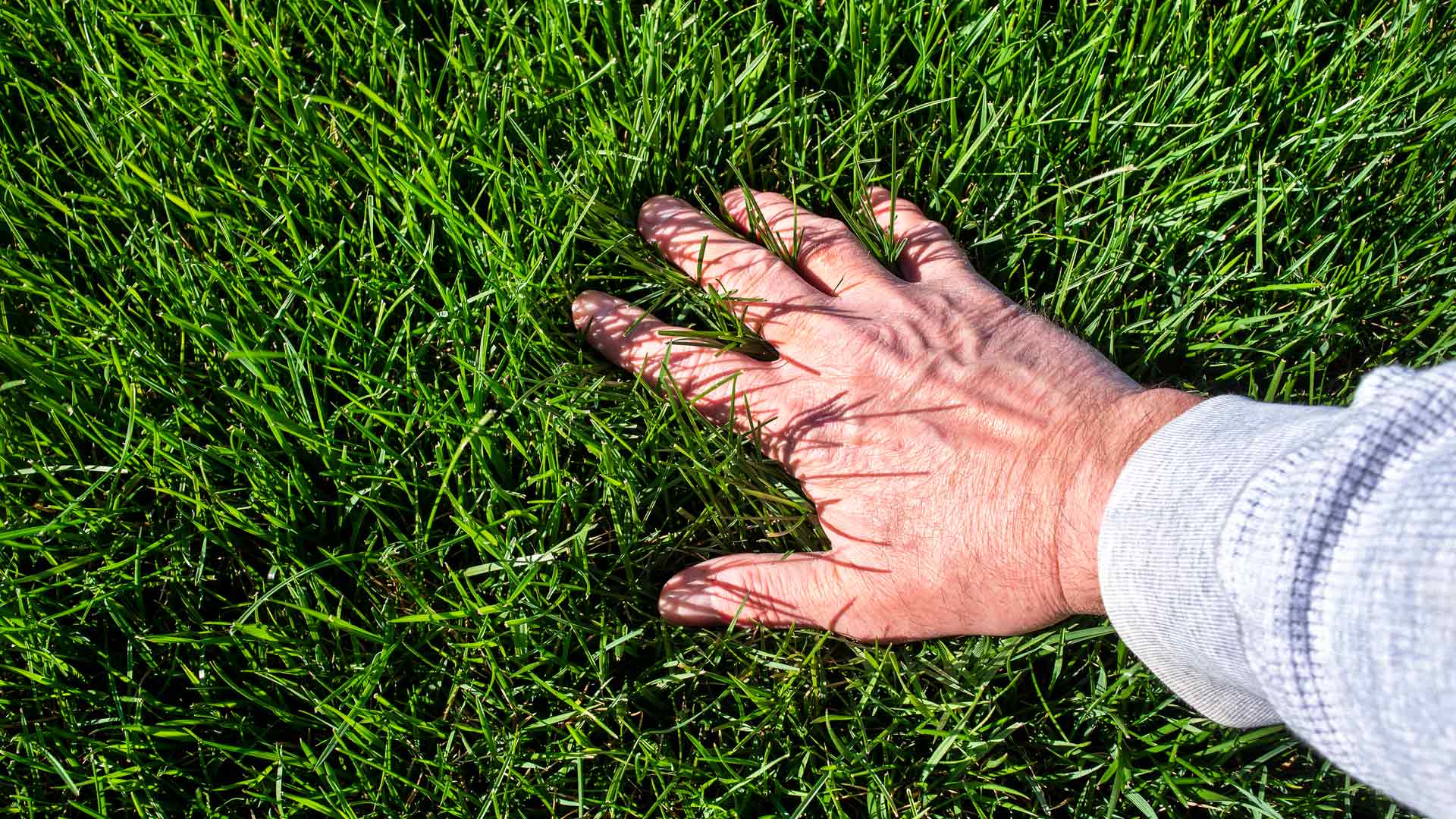 Should You Use Liquid or Granular Fertilizer When Fertilizing Your Lawn?