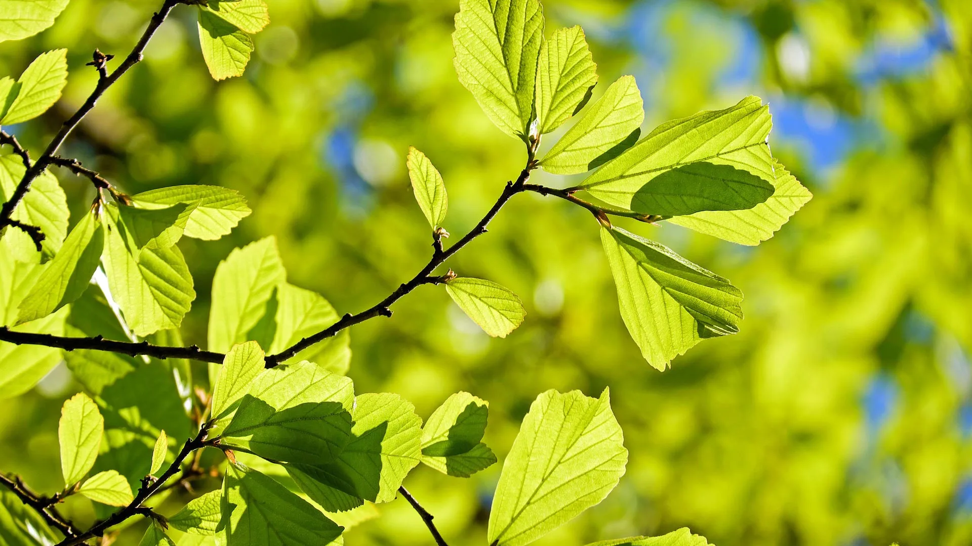 December Is the Best Month to Enroll in a Tree Fertilizer Program