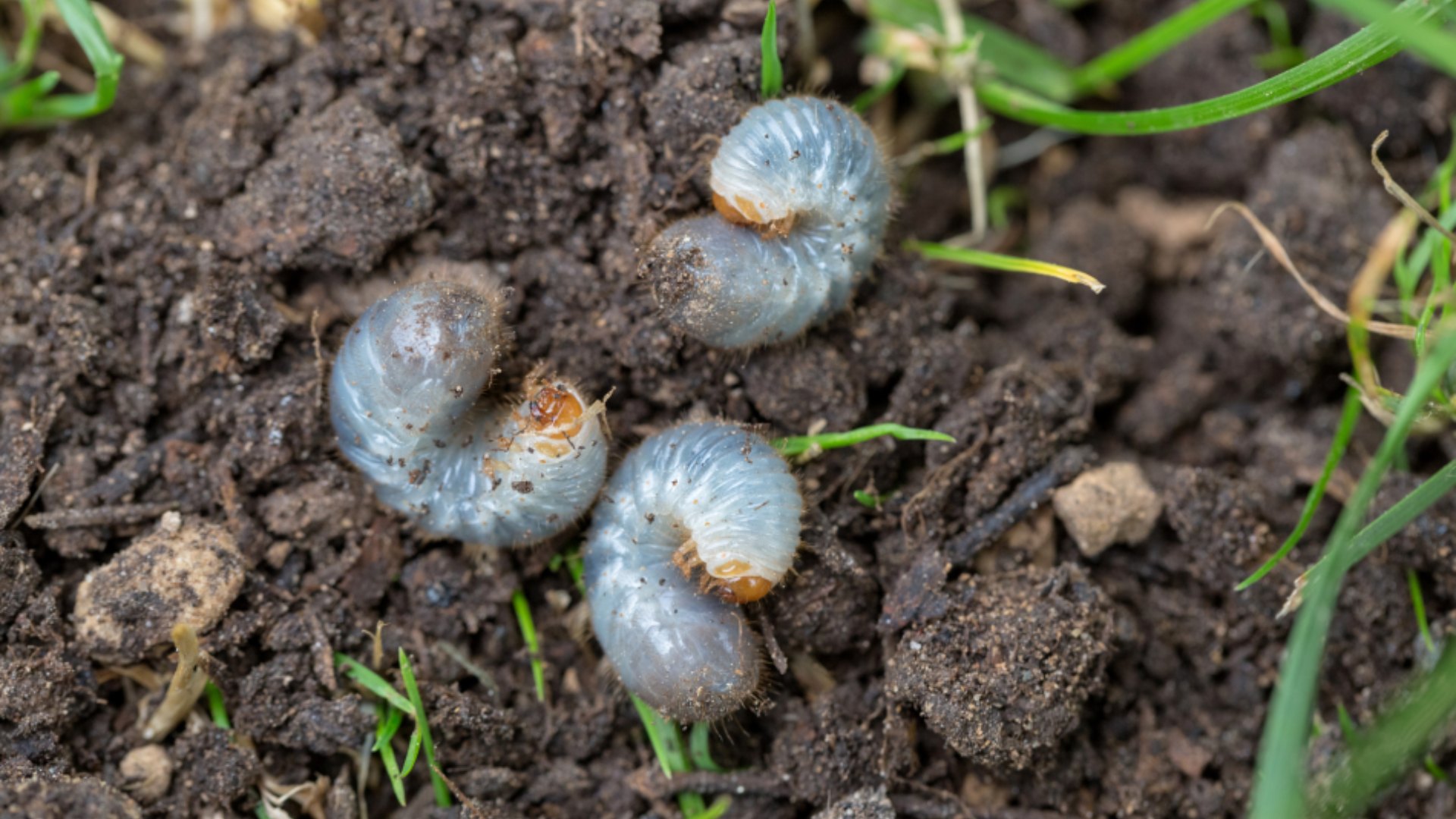 Schedule Preventative Grub Control Before Grubs Turn Your Lawn Into Dinner