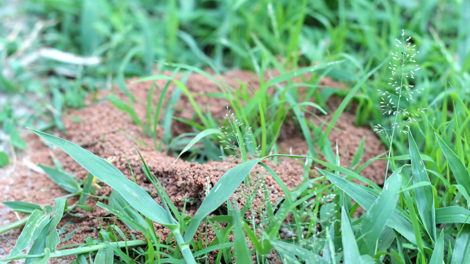 3 Things You Should Do if Fire Ants Have Infested Your Lawn