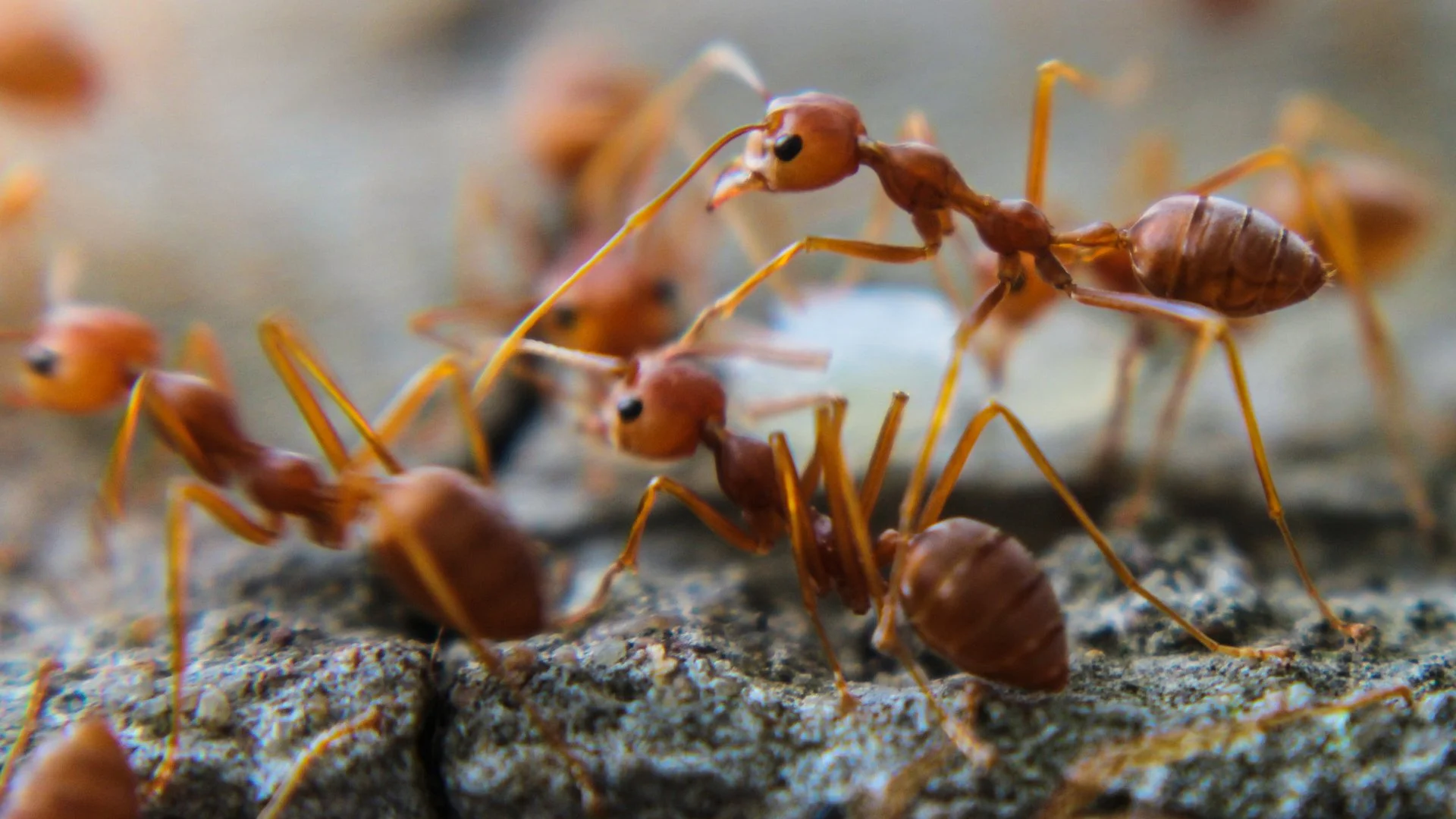 Fire ants on a property in Murphy, TX. 