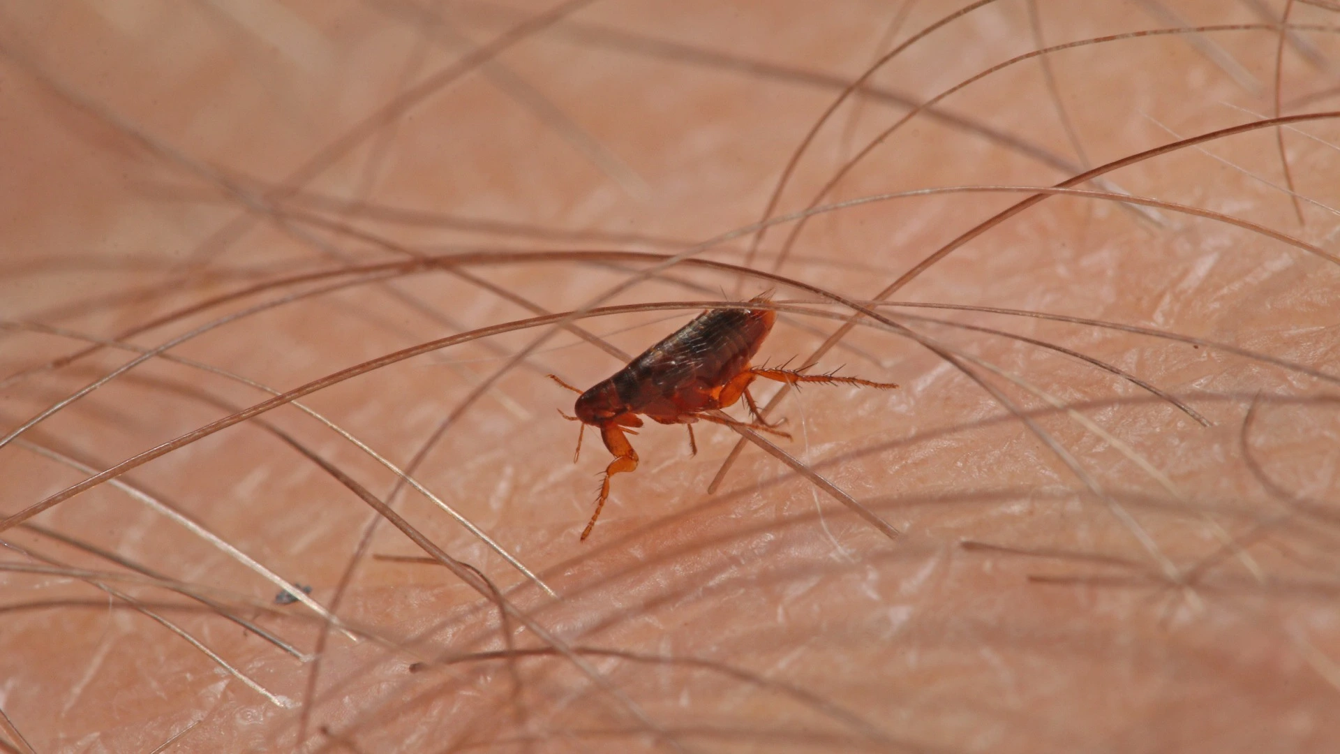 Flea found on homeowner's arm in Wylie, TX.