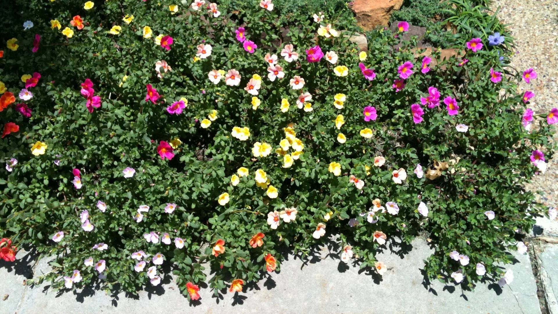 A colorful flower bed installed in front of a home in The Colony, TX. 