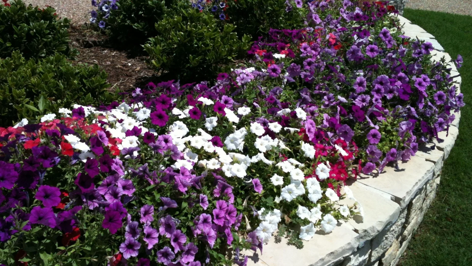 Factors to Consider When Adding Fall Annual Flowers to Your Landscape Beds