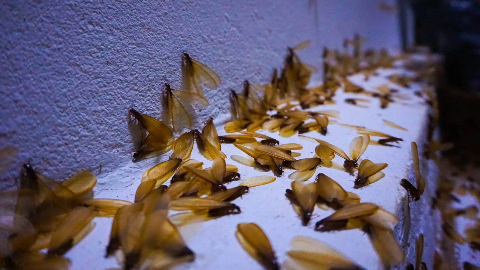 Think You Might Have a Termite Problem? Here’s What to Do!