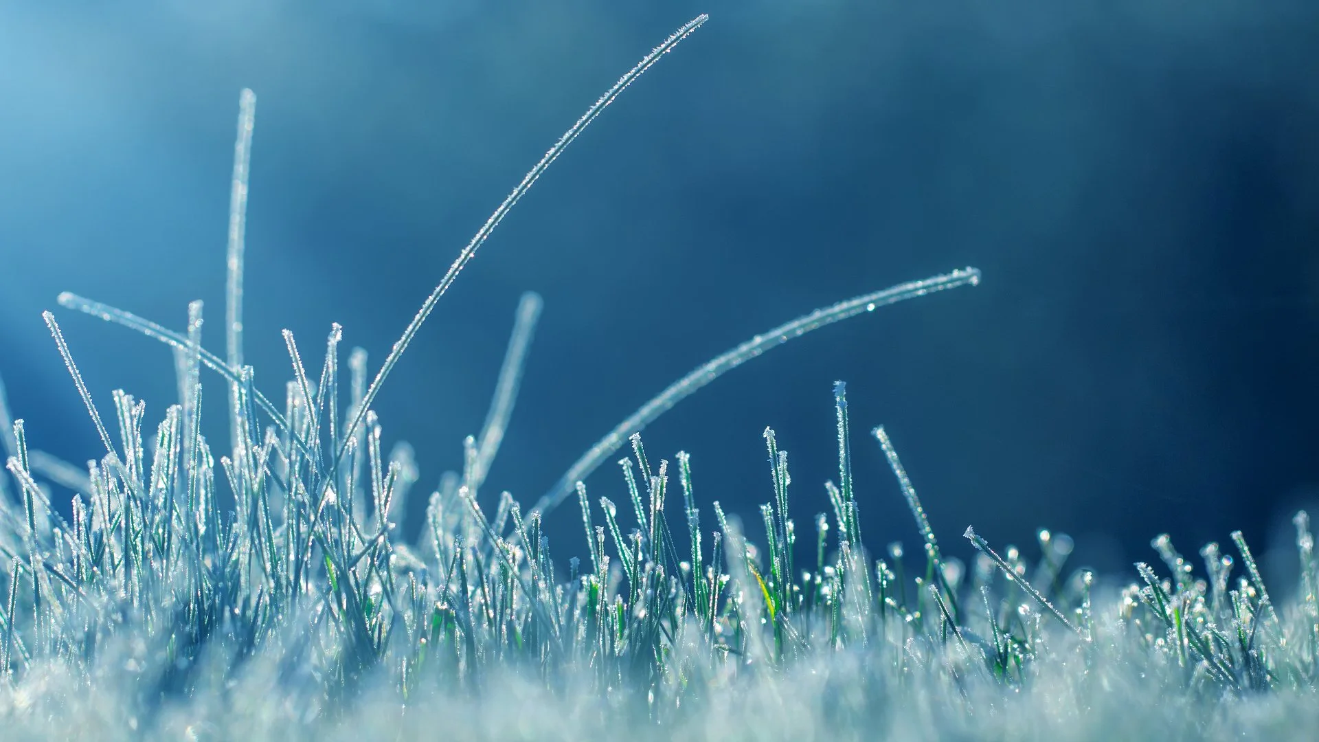 How to Care for Your Lawn During the Winter Season!