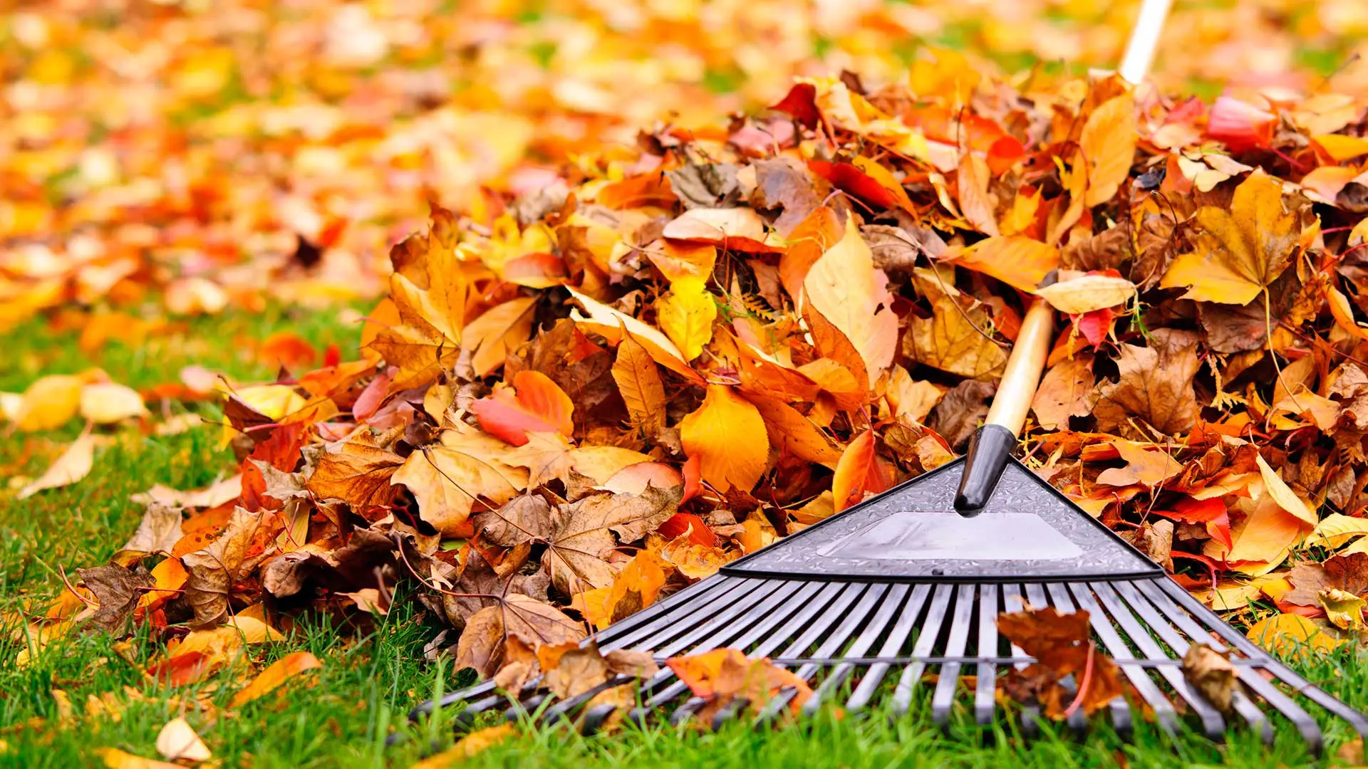 Golden fall leaves and a rake at a home in Plano, TX.