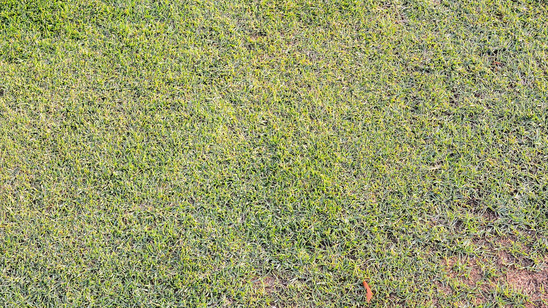 A lawn suffering from grey leaf spot and in need of treatment in Allen, TX.