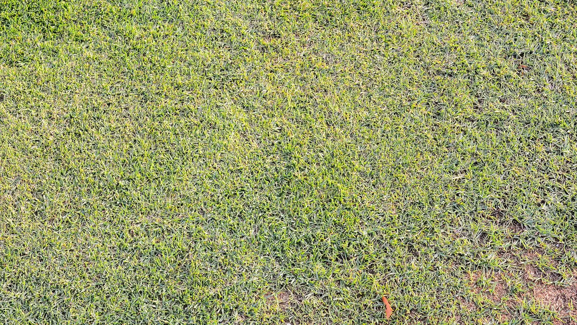 A lawn suffering from grey leaf spot and in need of treatment in Allen, TX.