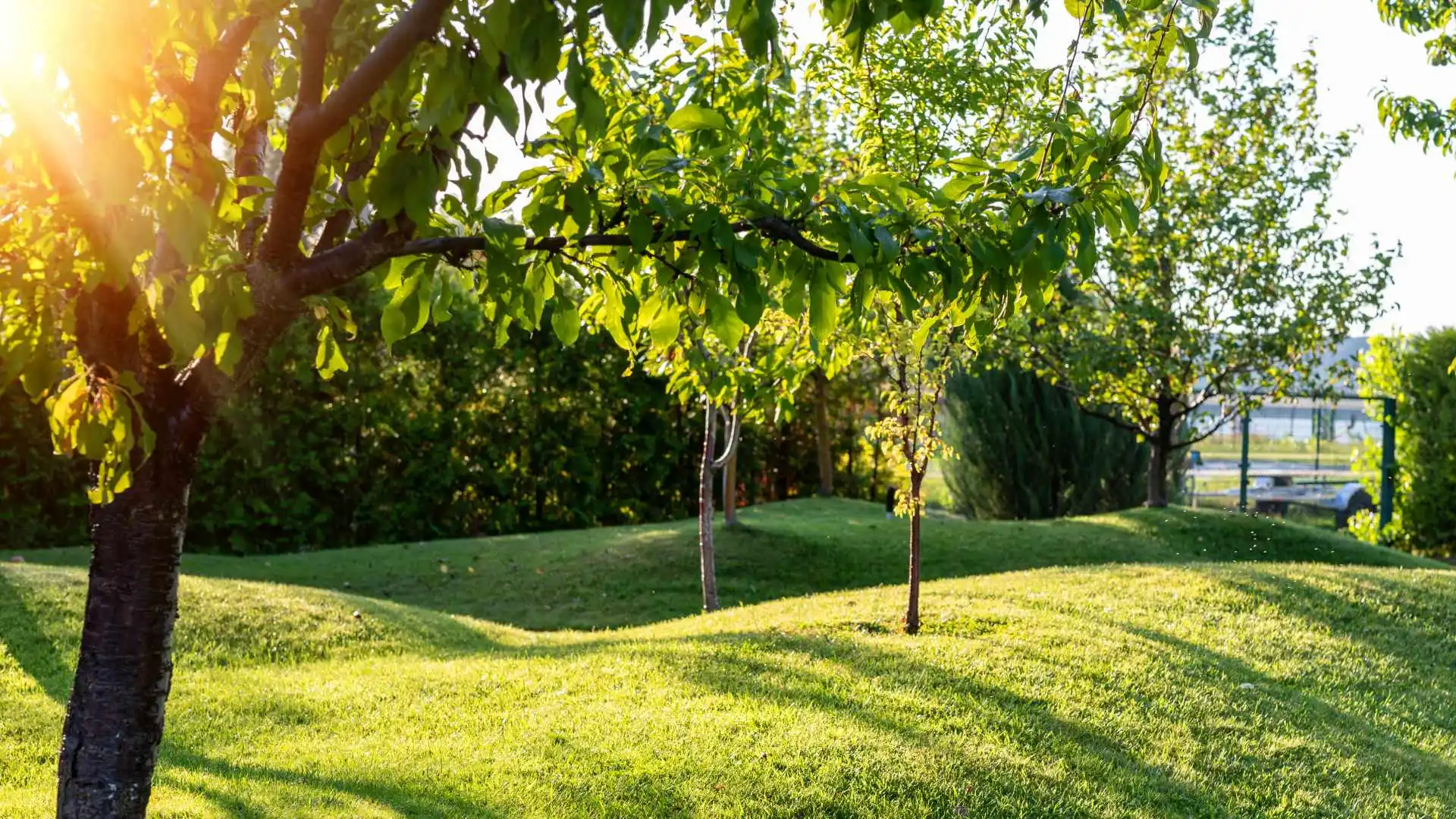 Is It Worth It to Schedule a Professional Tree Fertilization Treatment?