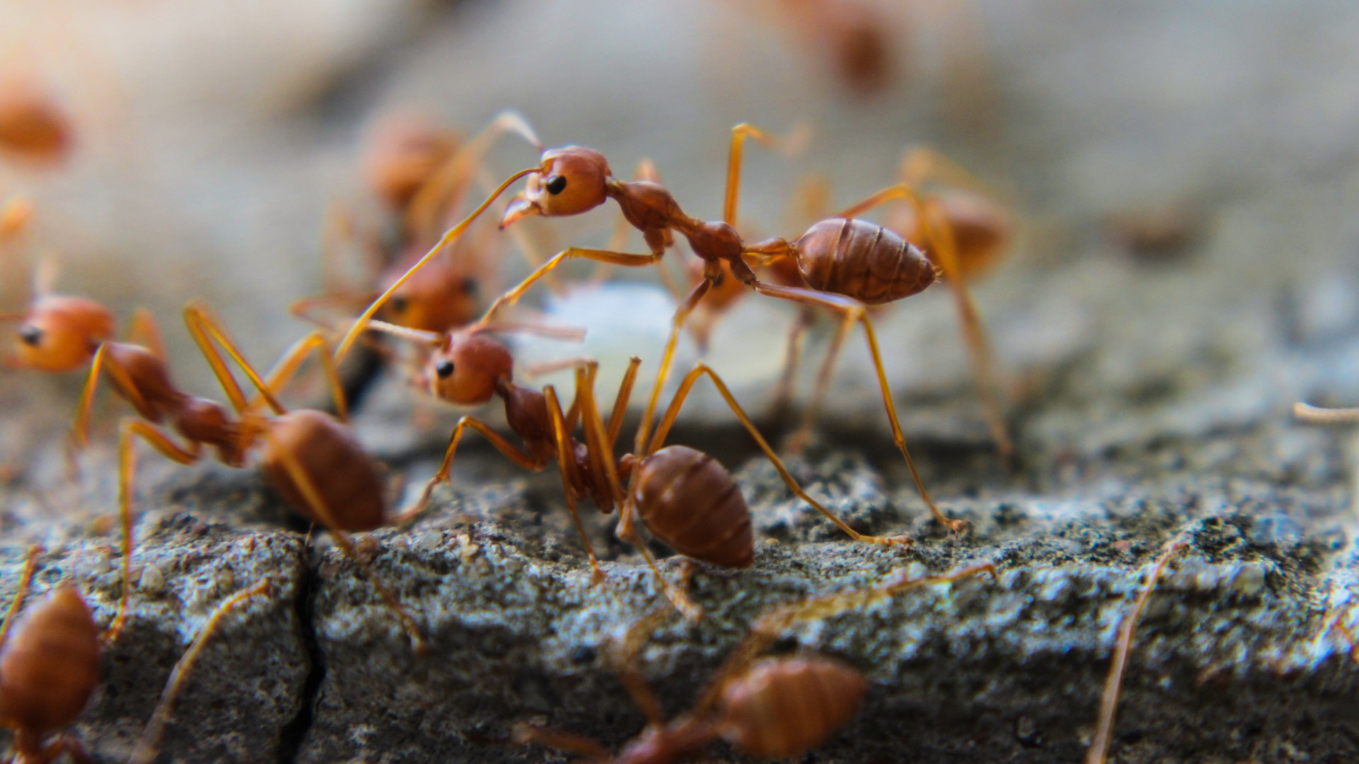 Dealing With Fire Ants Can Be Difficult & Dangerous - Always Hire Pros!
