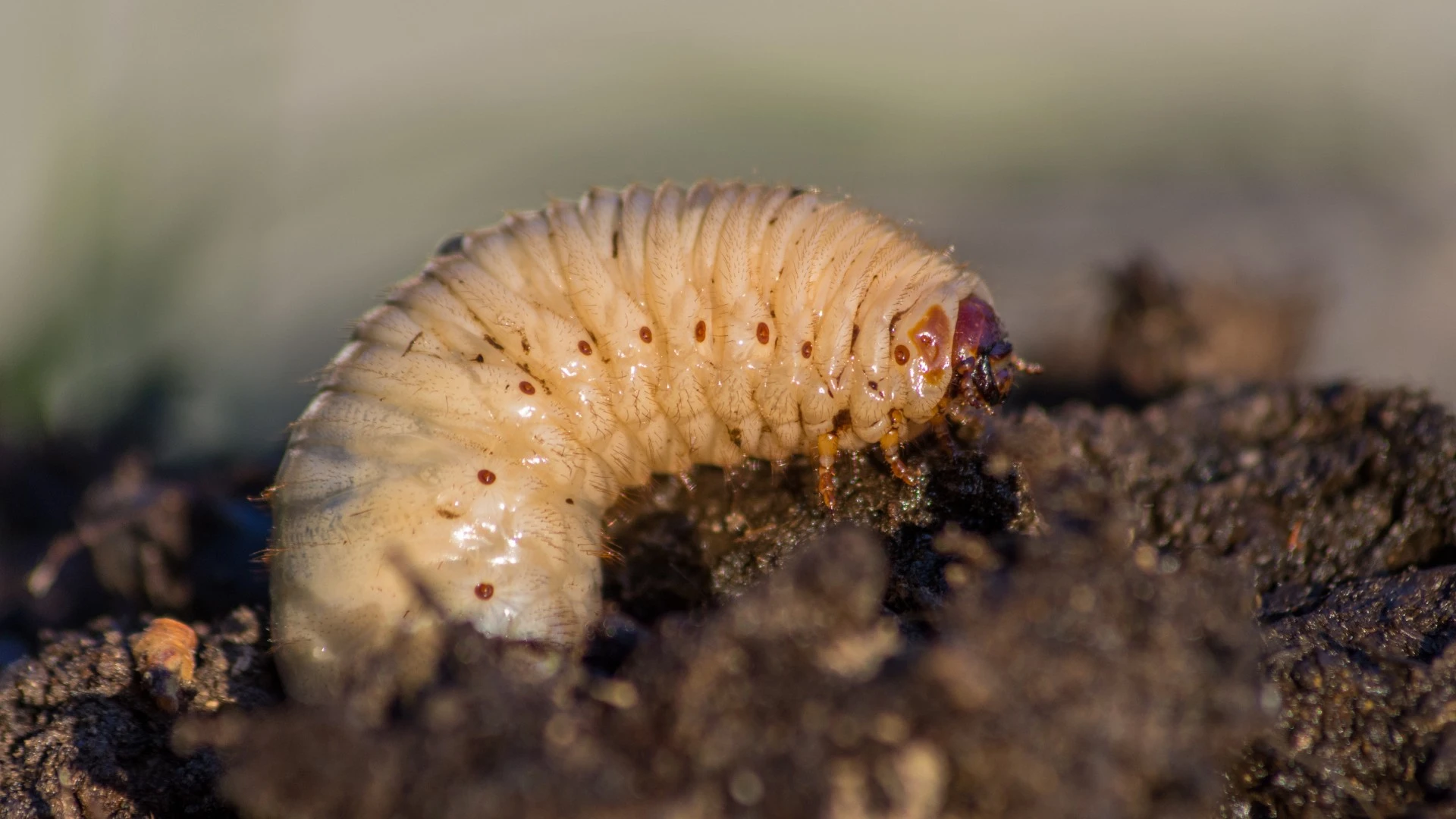 Grub Season Is on Its Way - Make Sure You Know the Signs to Look Out For
