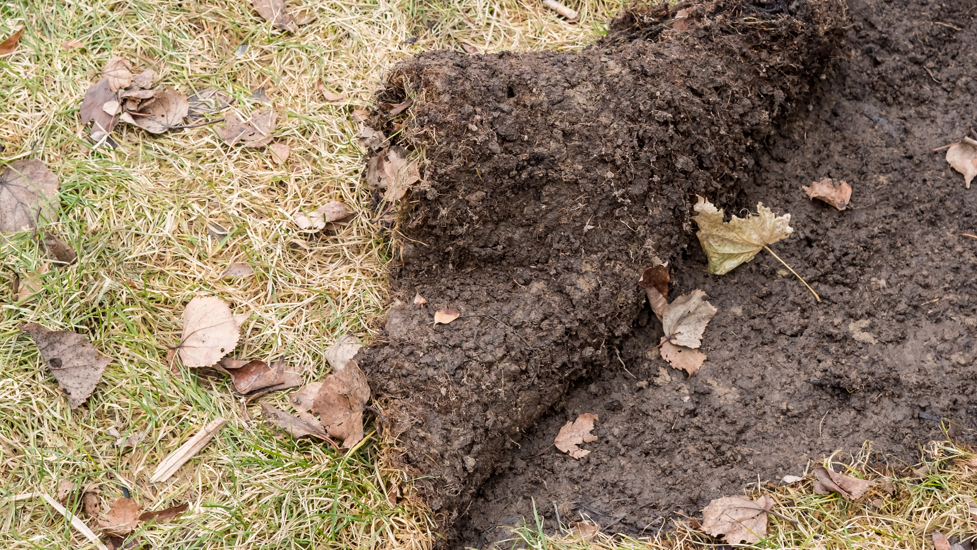 Have Grubs Invaded Your Lawn? Don’t Panic, Here’s What to Do!