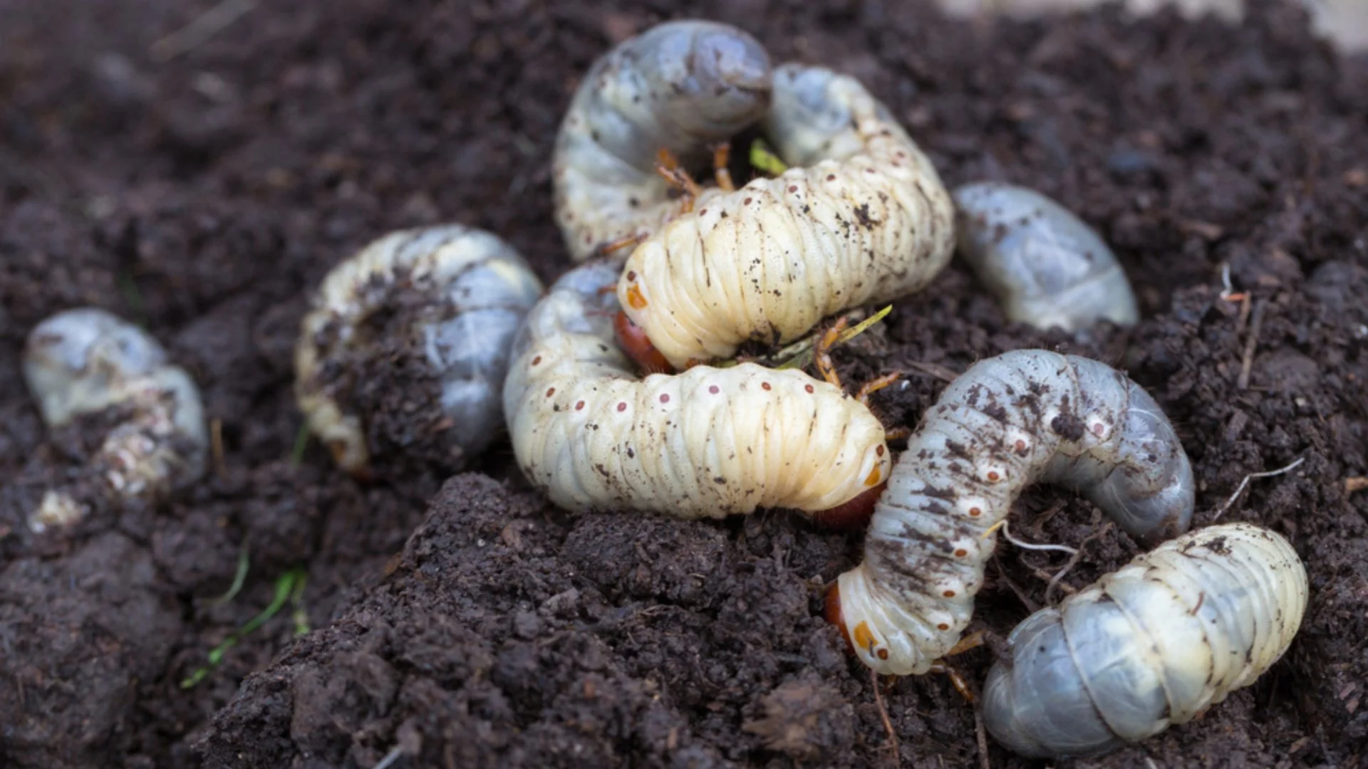 Beware of These 4 Insects That Commonly Invade Lawns in Plano, TX