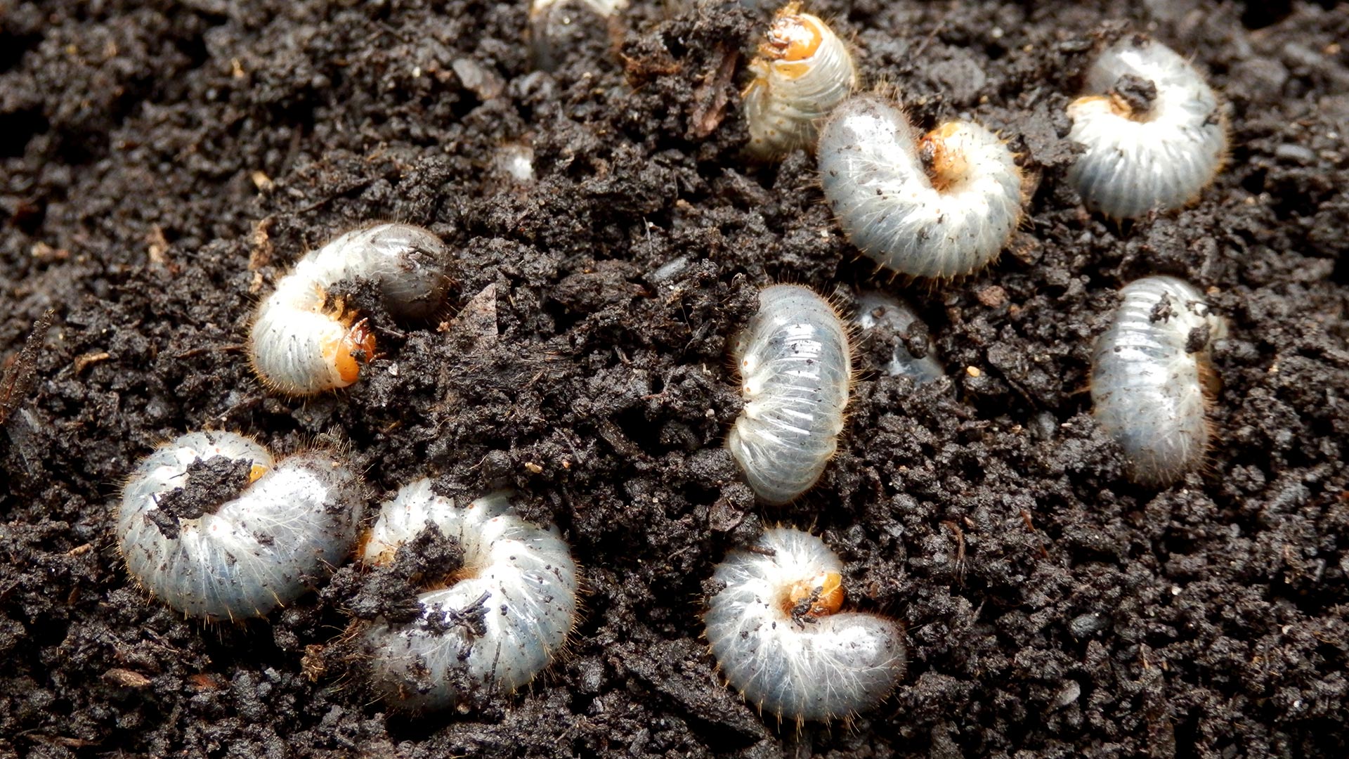 Grubs in dirt at a home in Plano, TX. 