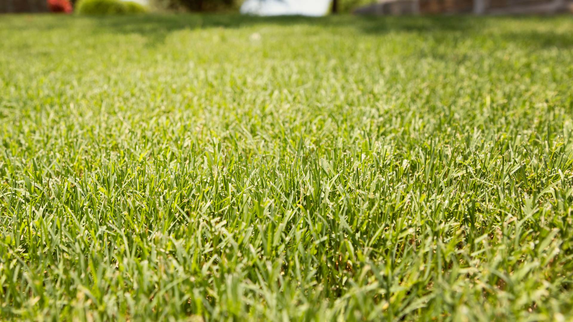 Healthy lawn due to services done by Cititurf in McKinney, TX.