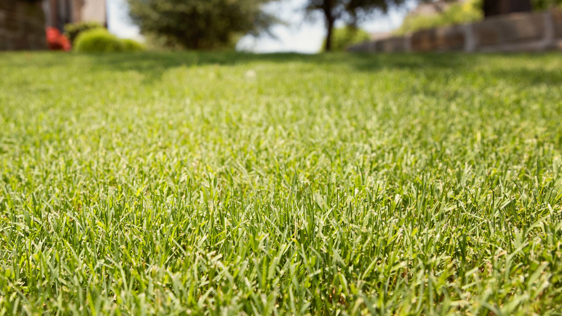Healthy green grass after lawn care services in Murphy, TX.