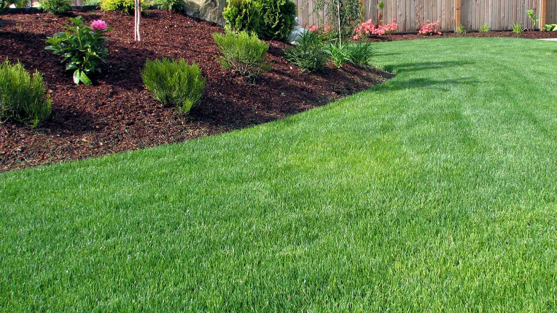 Maintained lawn after services with Cititurf in Plano, TX.