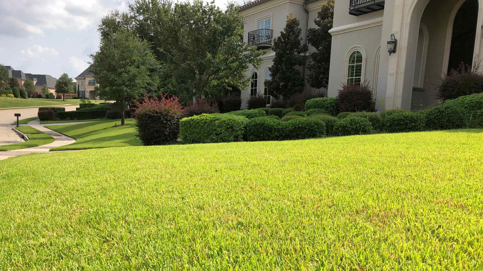 Healthy lawn after serviced by Cititurf professionals in Sachse, TX.