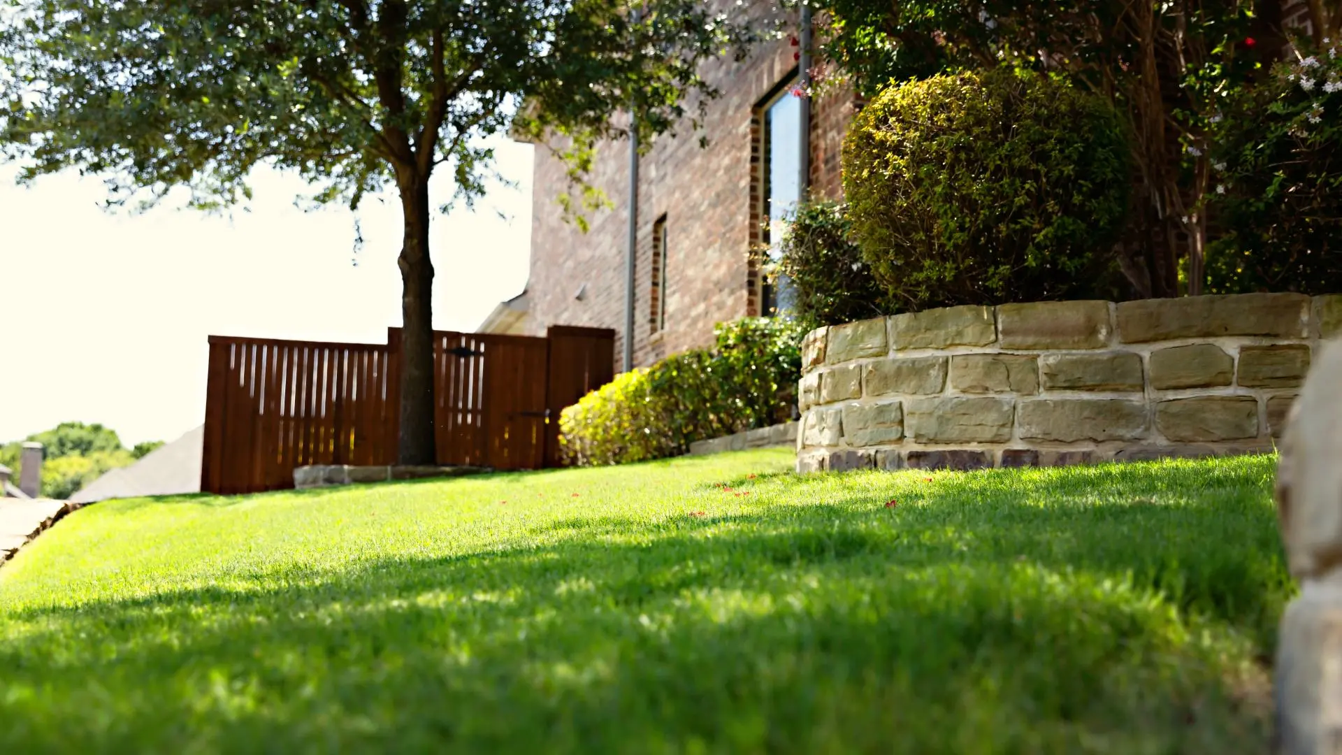 Healthy lawn after services by CitiTurf in Allen, TX.