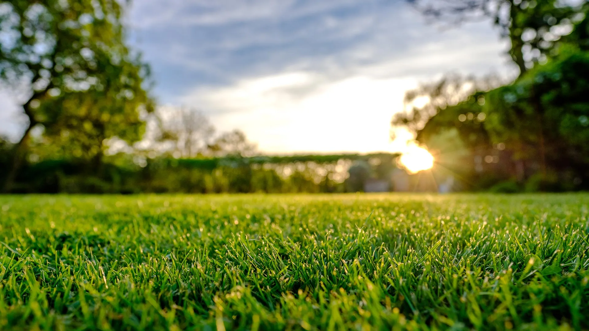 Close up of a healthy lawn by a home in Frisco, TX.