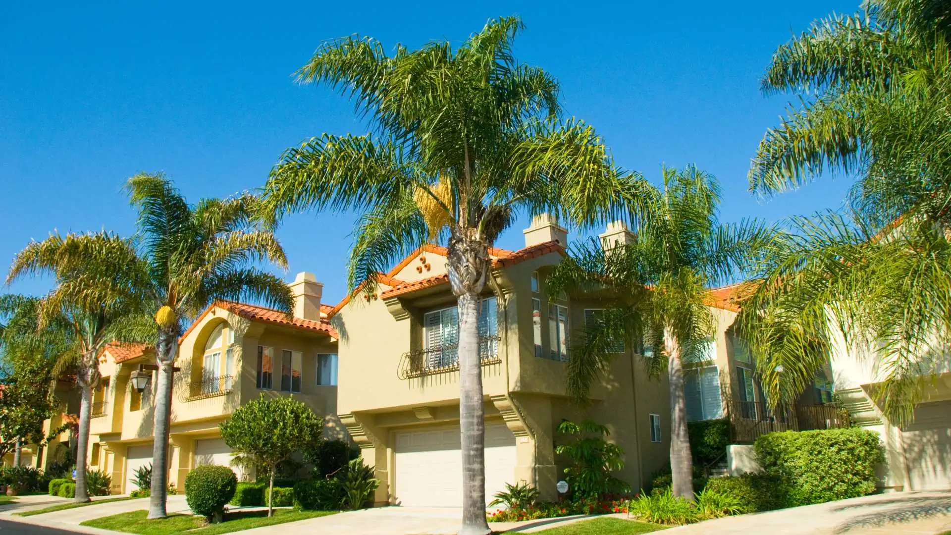 Palm tree installed in landscape for home in Plano, TX.