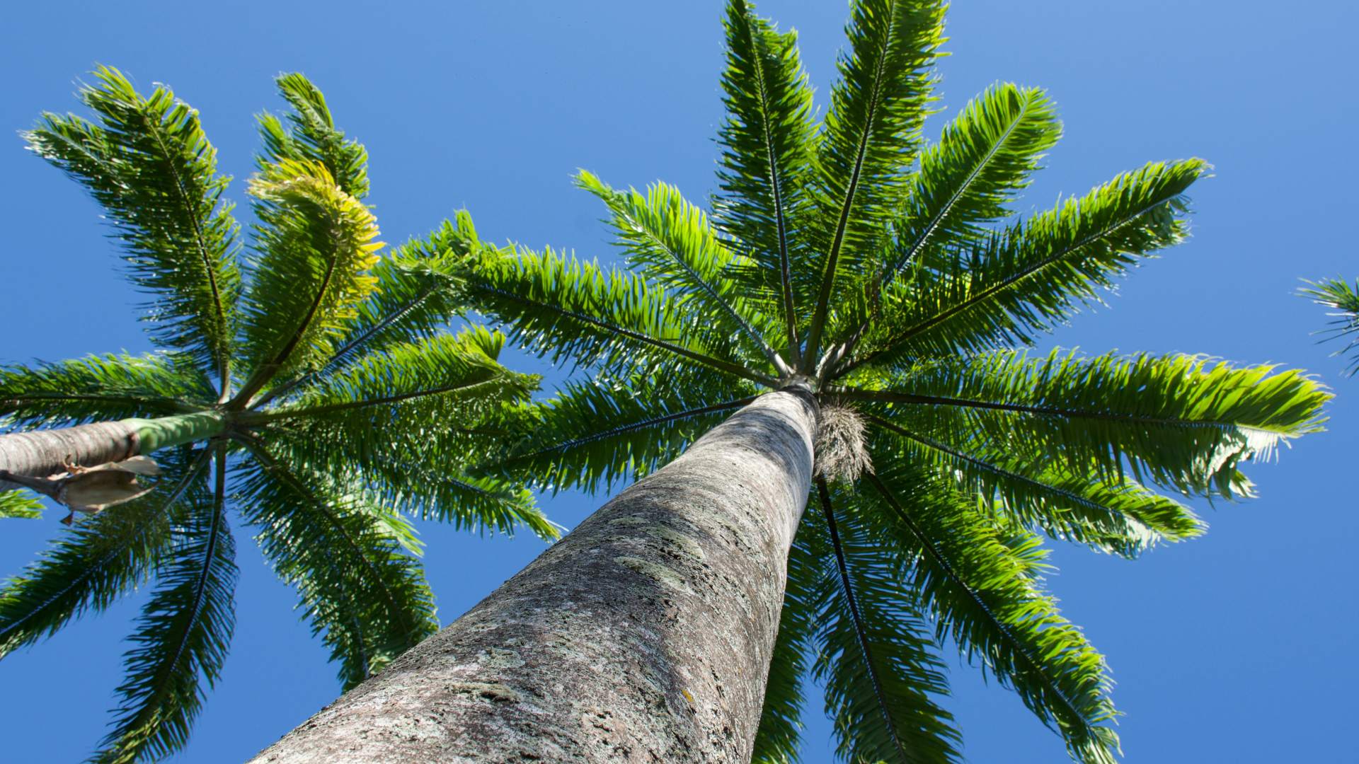 March Is Palm Tree Fertilization Month!