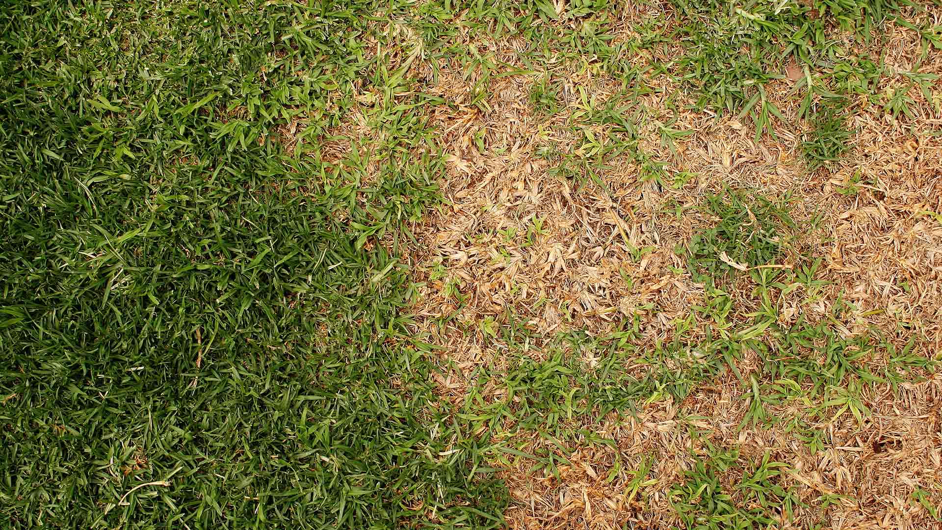 4 Lawn Diseases That Affect Lawns in Texas in the Summer & Fall