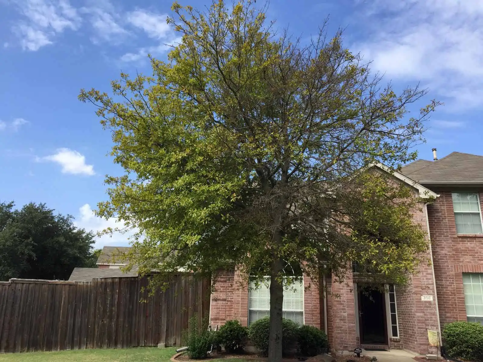 A dying tree from lack of iron on a property in Murphy, TX. 