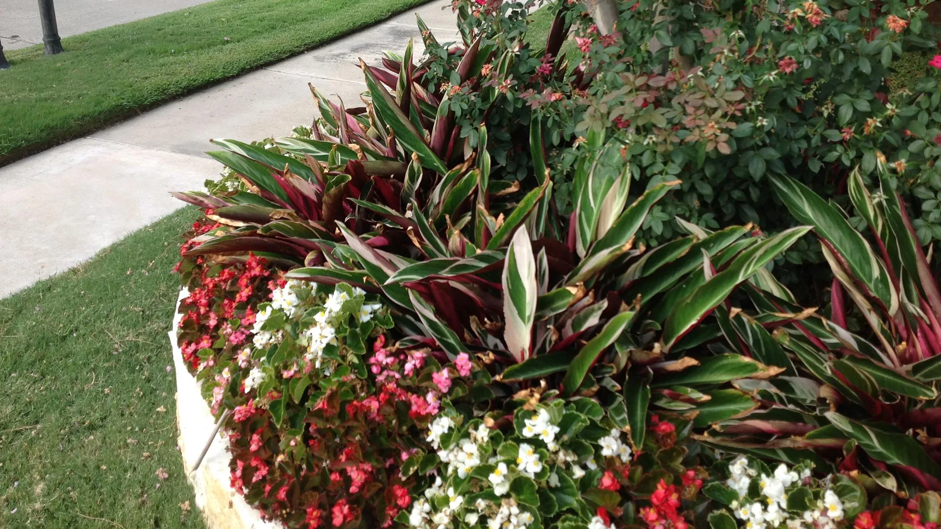 A colorful landscape bed installed in front of a home in Sachse, TX. 