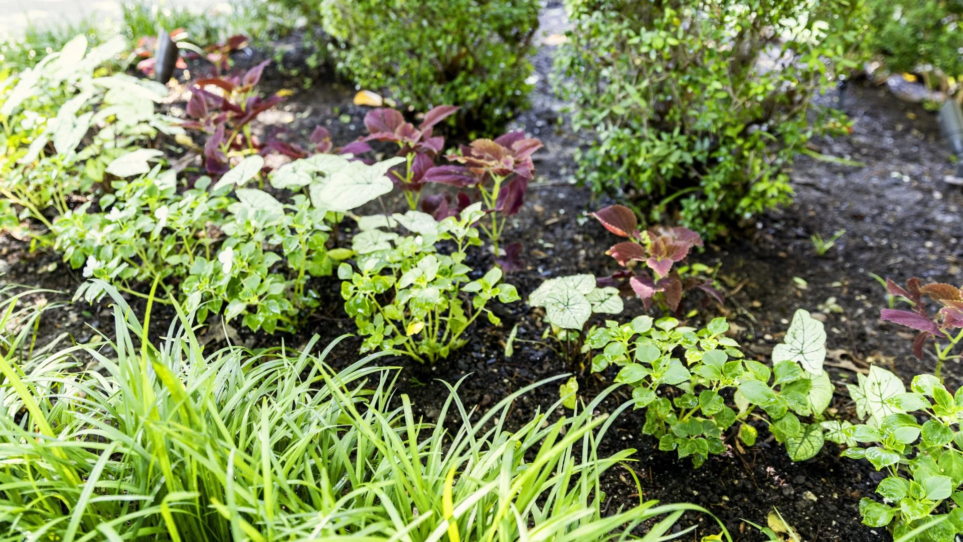 Should Old Mulch Be Removed Before Adding a New Layer?
