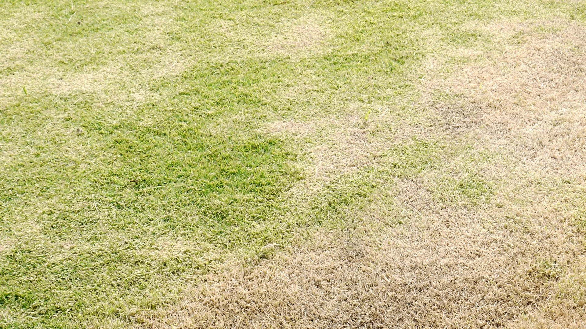 What Are the Symptoms of Bermudagrass Mites?