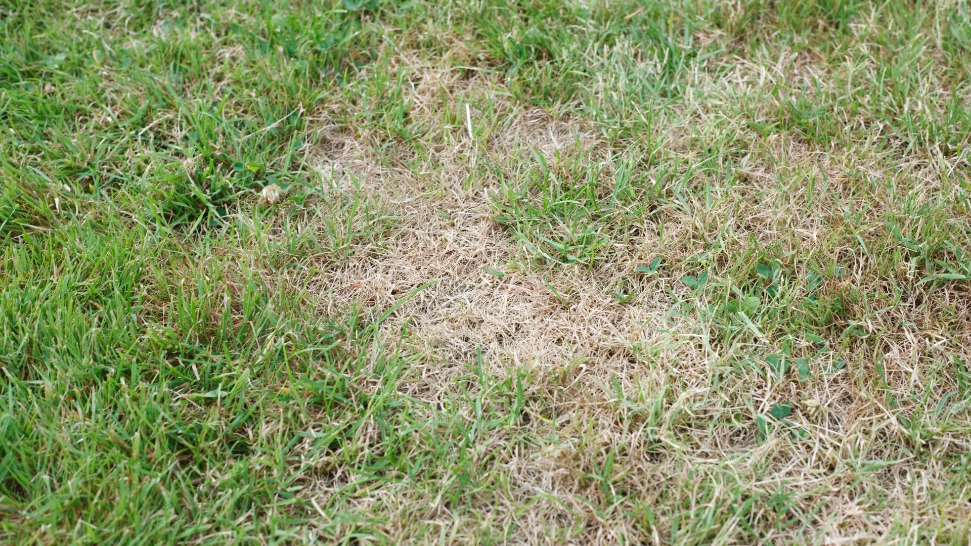 Gray Leaf Spot Is a Damaging Lawn Disease That's Common on Lawns in Texas!